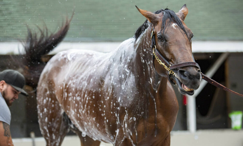 2022 Kentucky Derby odds, horse-by-horse analysis