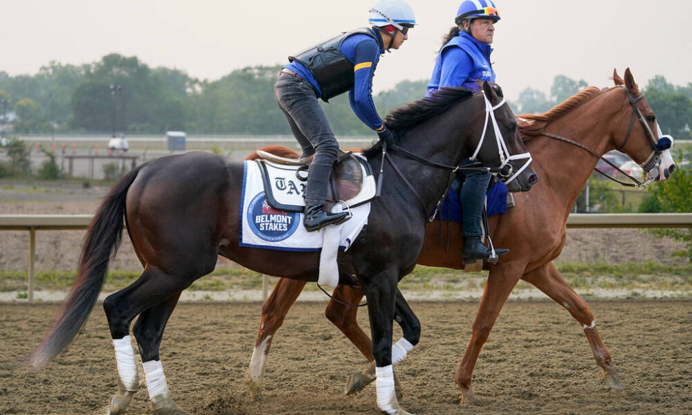 Belmont Stakes odds, horsebyhorse analysis Fan Shotz
