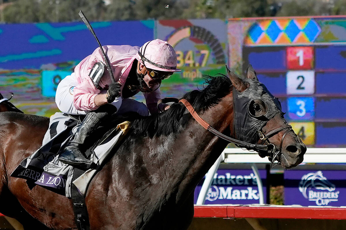 Breeders’ Cup Classic odds, horse-by-horse analysis by handicapper | Betting